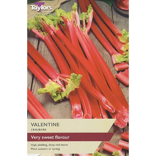 Taylors Potted Rhubarb Crown "Valentine"