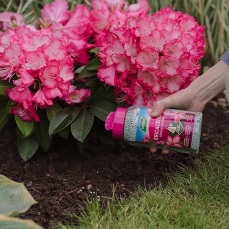 Westland Ericaceous Plant Food Granuales -900g