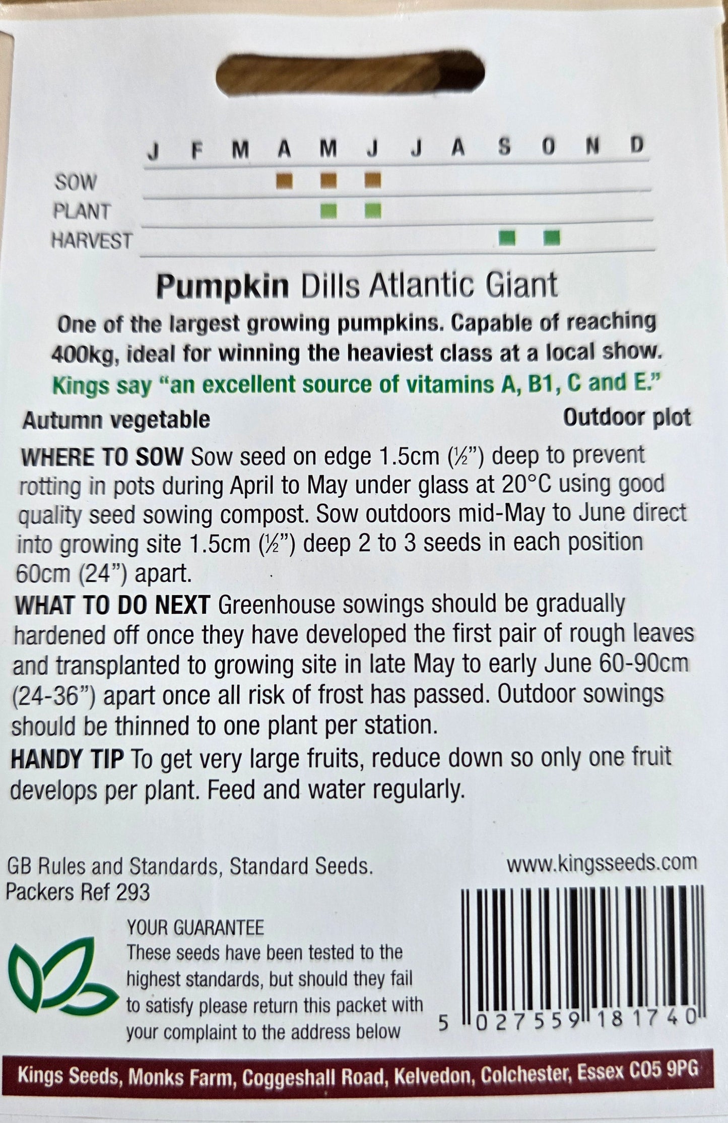 Kings Seeds Pumpkin Dills Atlantic Giant