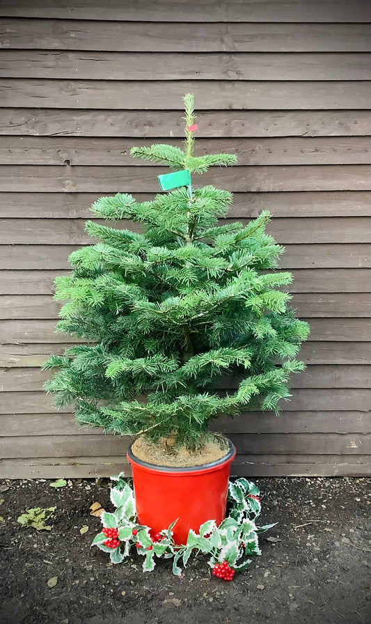 Potted Nordman Fir Tree 100-120CM