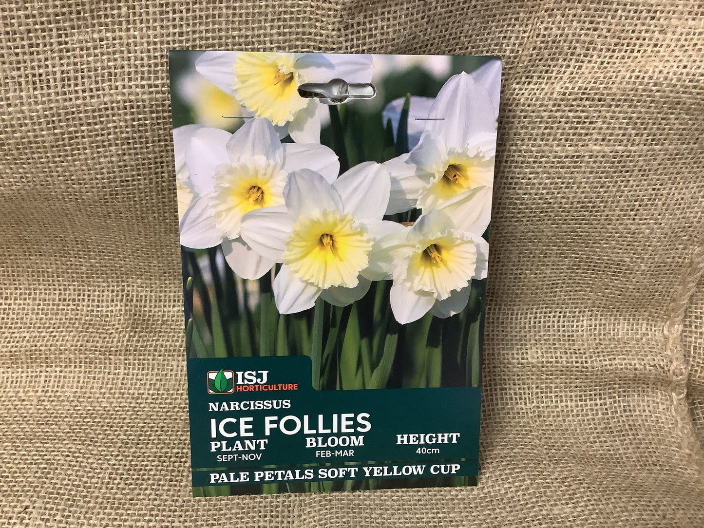 Daffodil Bulbs Ice Follies x 8