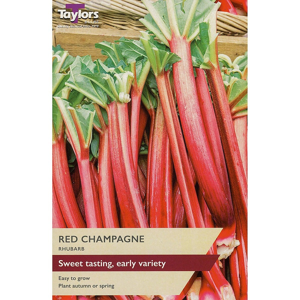 Taylors Potted Rhubarb Crown "Red Champagne"
