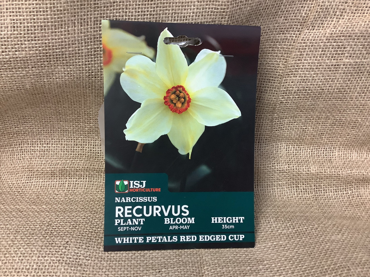 Daffodil Bulbs Recurvus x 8