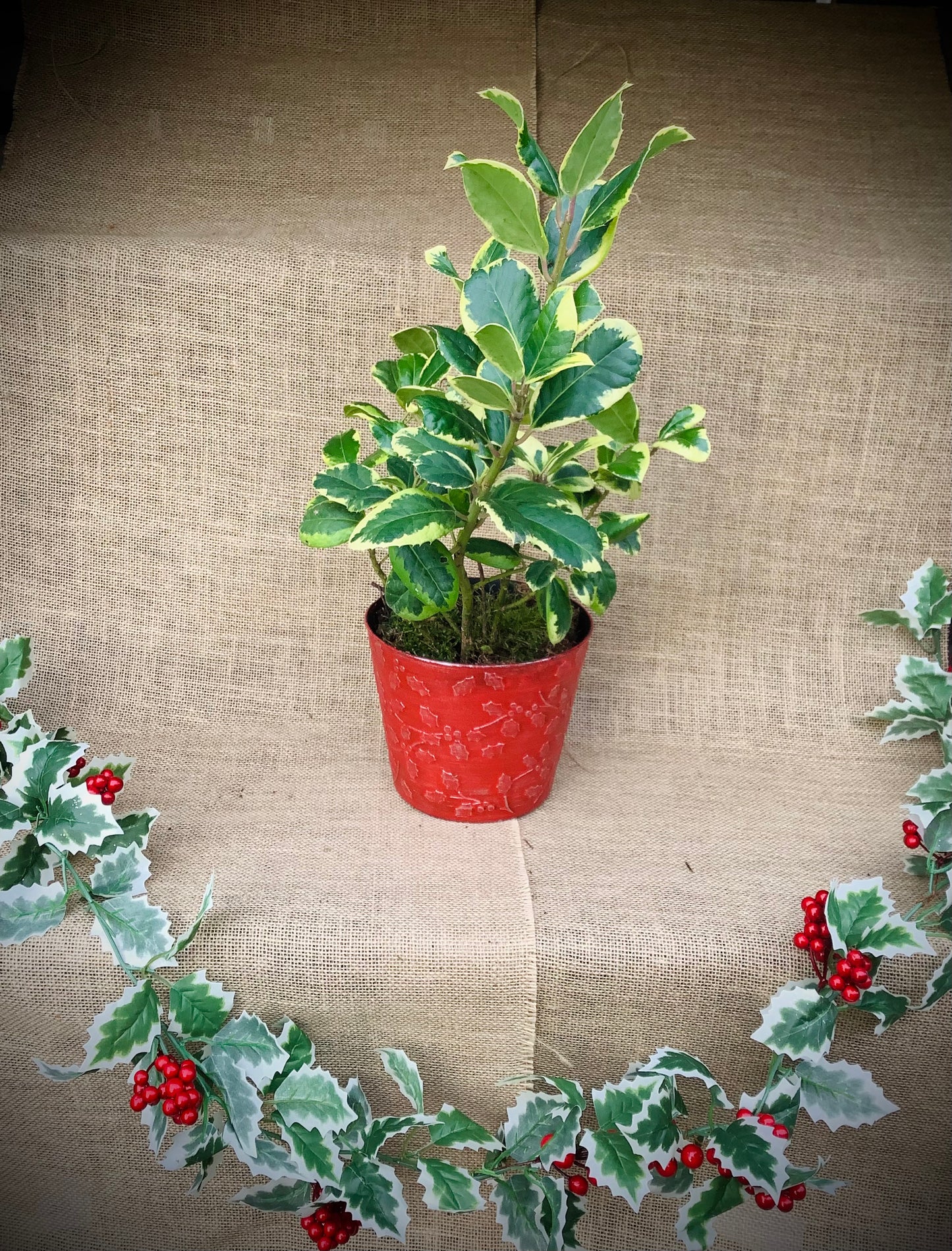 Holly, Red Pot 2