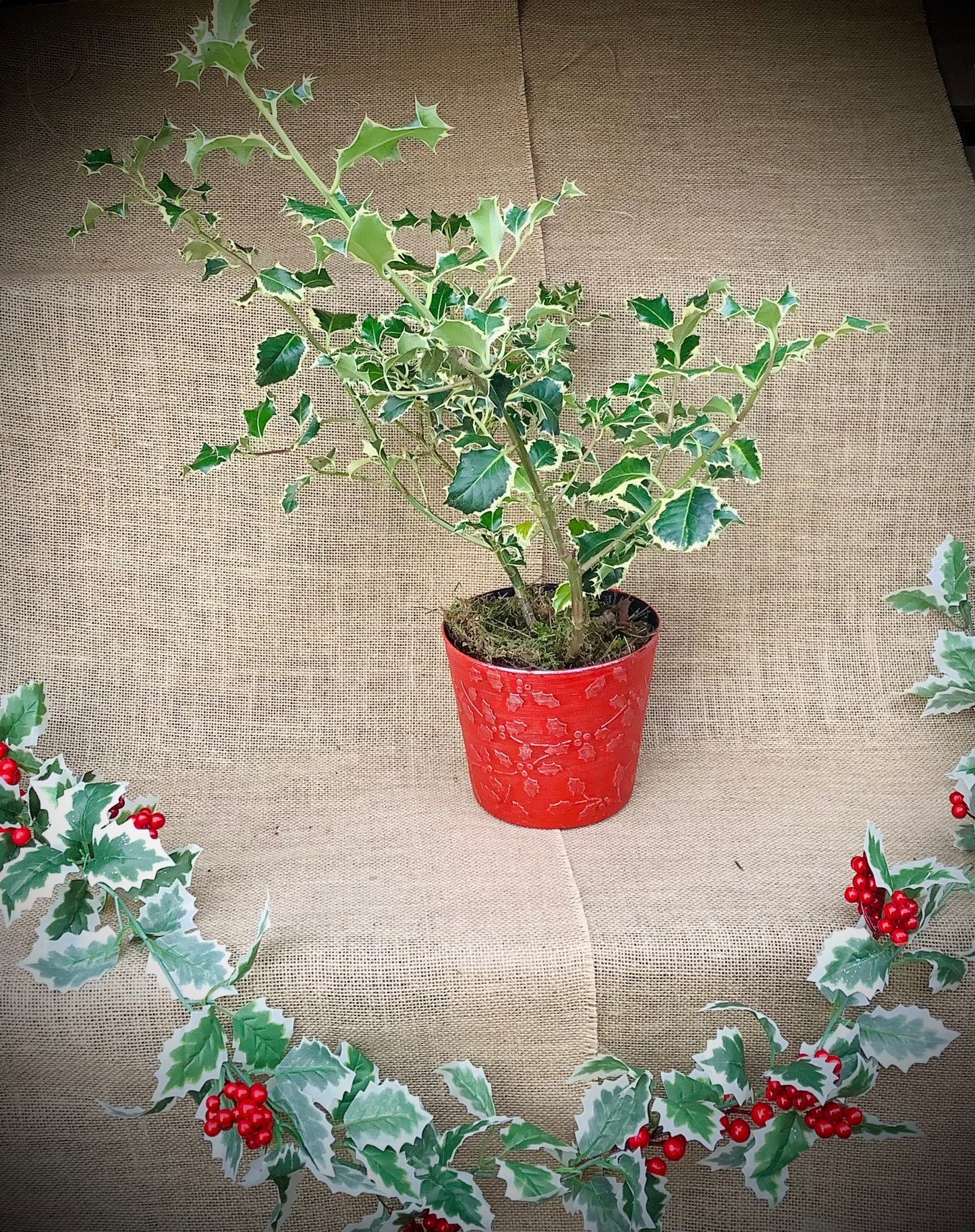 Holly, Red Pot 1