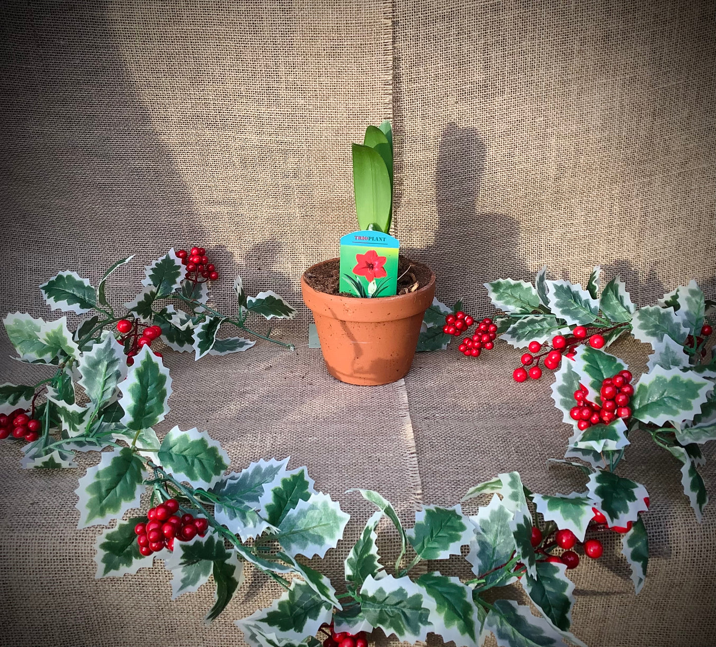 Amaryllis In Stone Pot 1.5L
