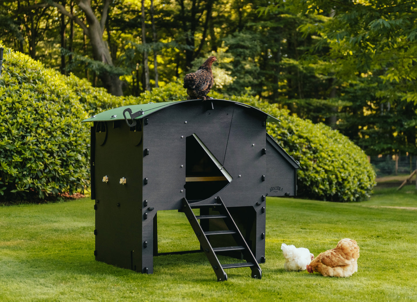 The Raised Coop