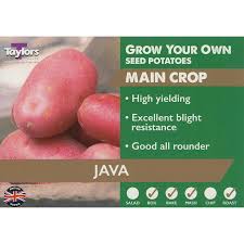 Taylors Java Main Crop Seed Potatoes 2kg