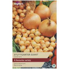 Taylors Stuttgarter Giant Onion Sets 50