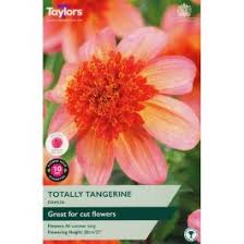 Taylors 1 Dahlia Totally Tangerine Bulbs