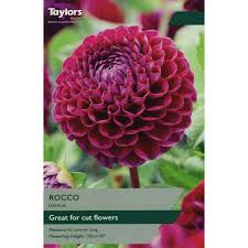 Taylors 1 Dahlia Rocco Bulb