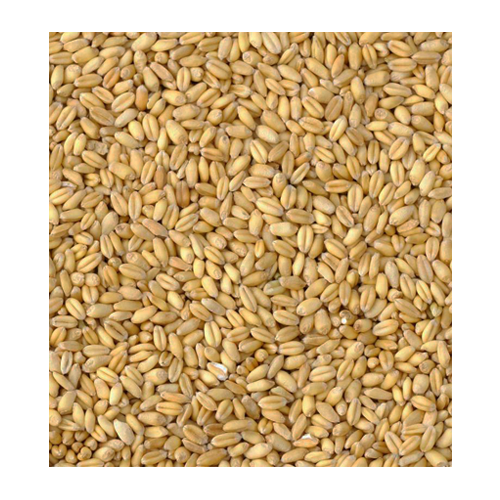 Whole Cleaned Wheat, 20kg, Copdock Mill