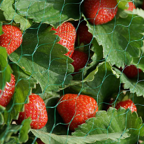 Smart garden pea & bean netting 5m x 2m