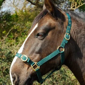 Rhinegold, Nylon Head Collar