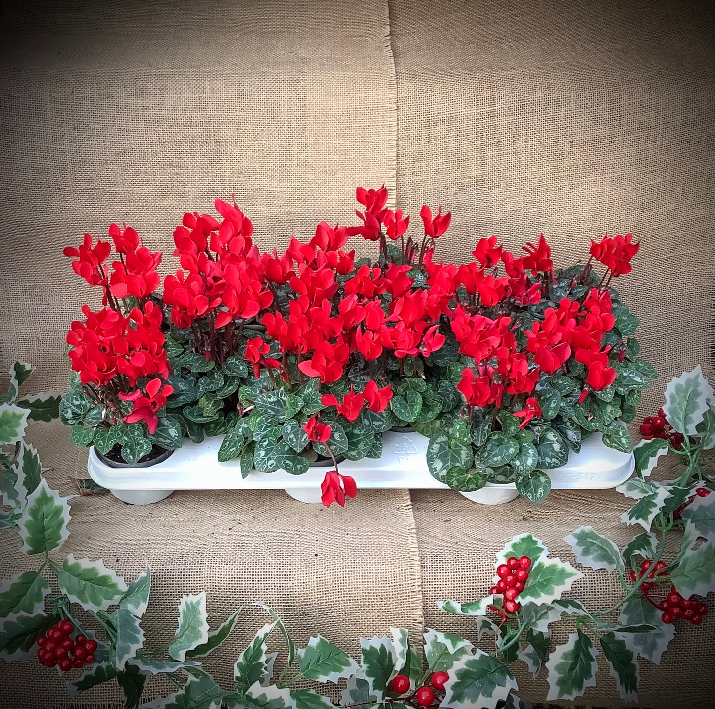 Red Cyclamen