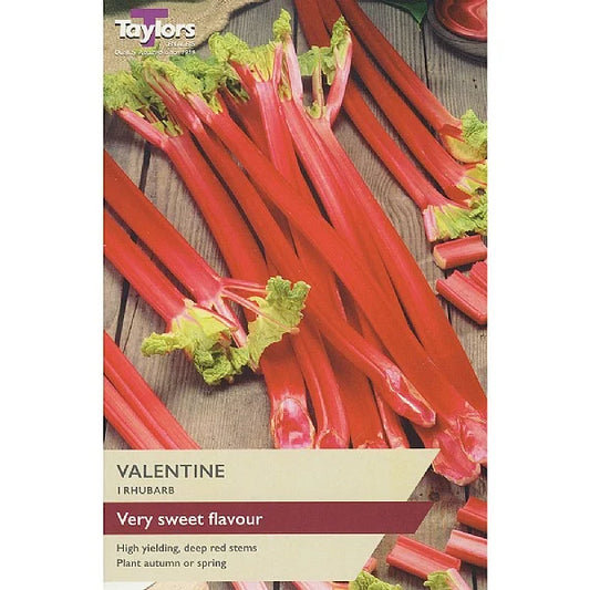 Taylors Potted Rhubarb Crown "Valentine"