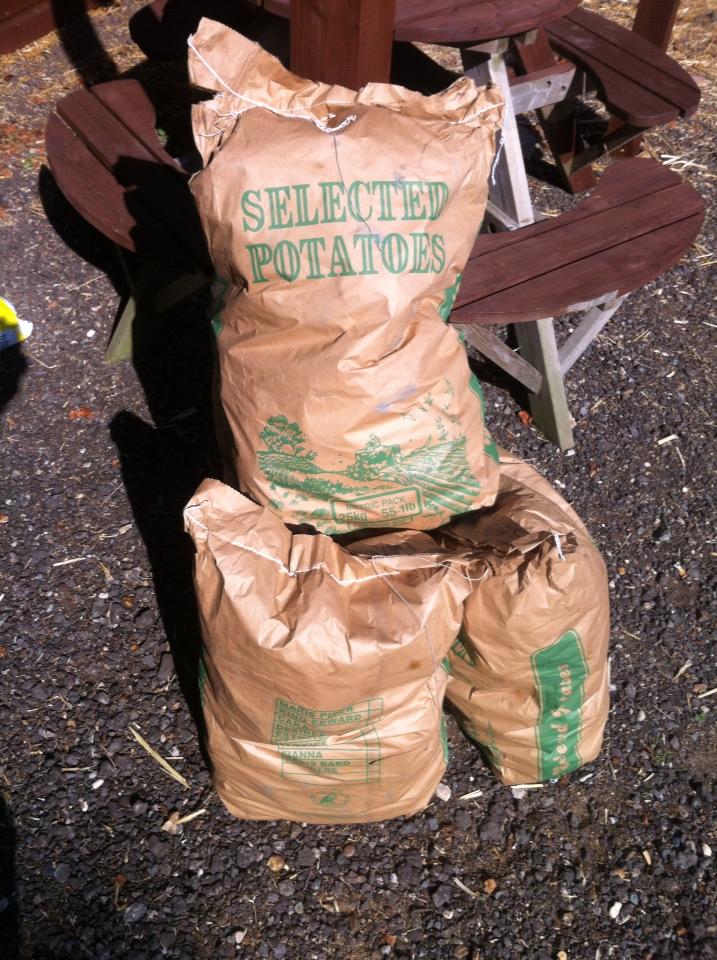 White Potatoes 25kg Sack