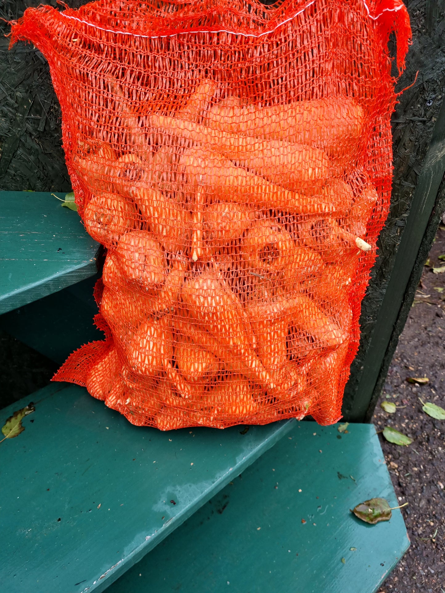 Feed Parsnips