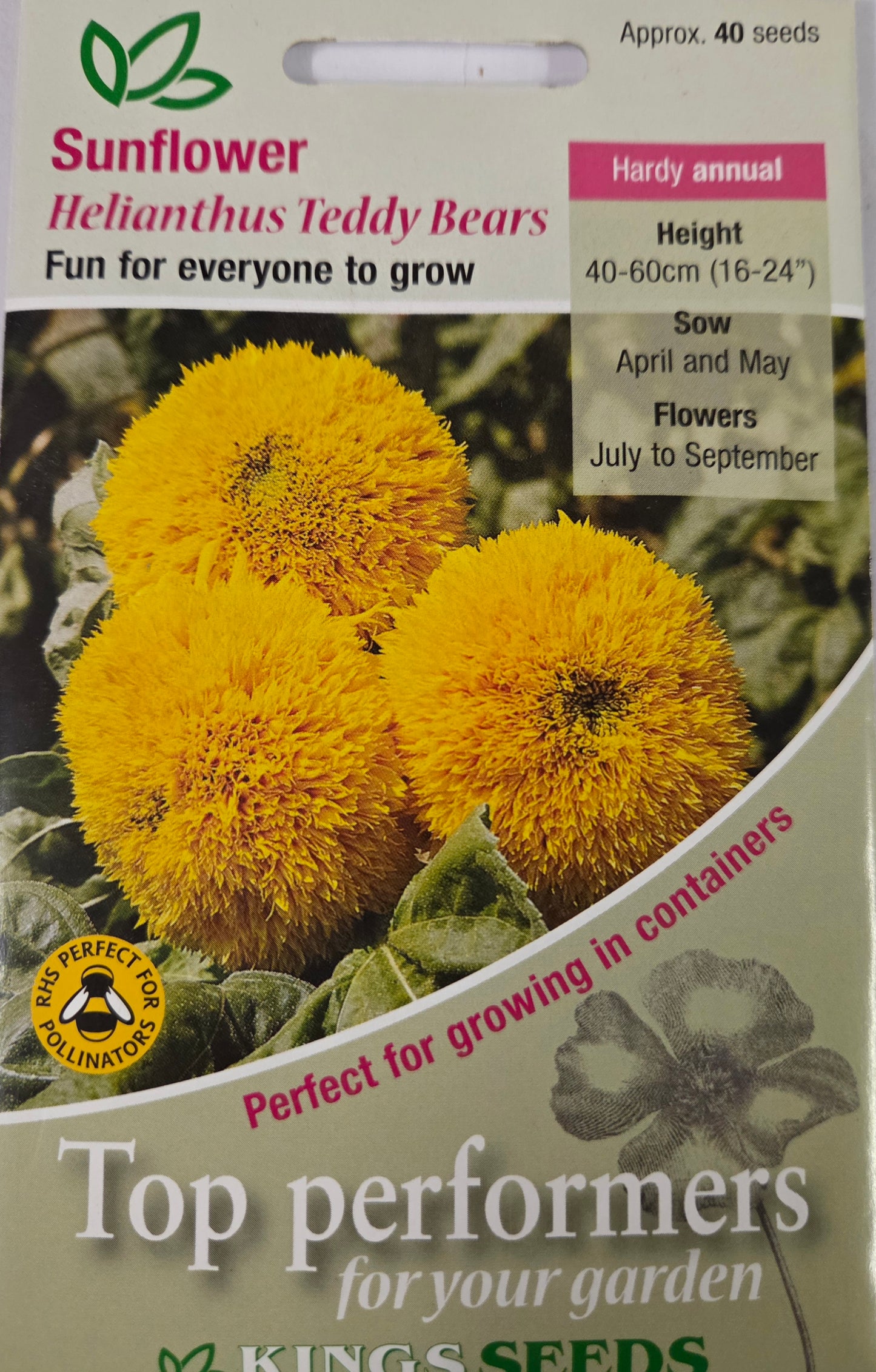 Kings Seeds Sunflower Helianthus Teddy Bears