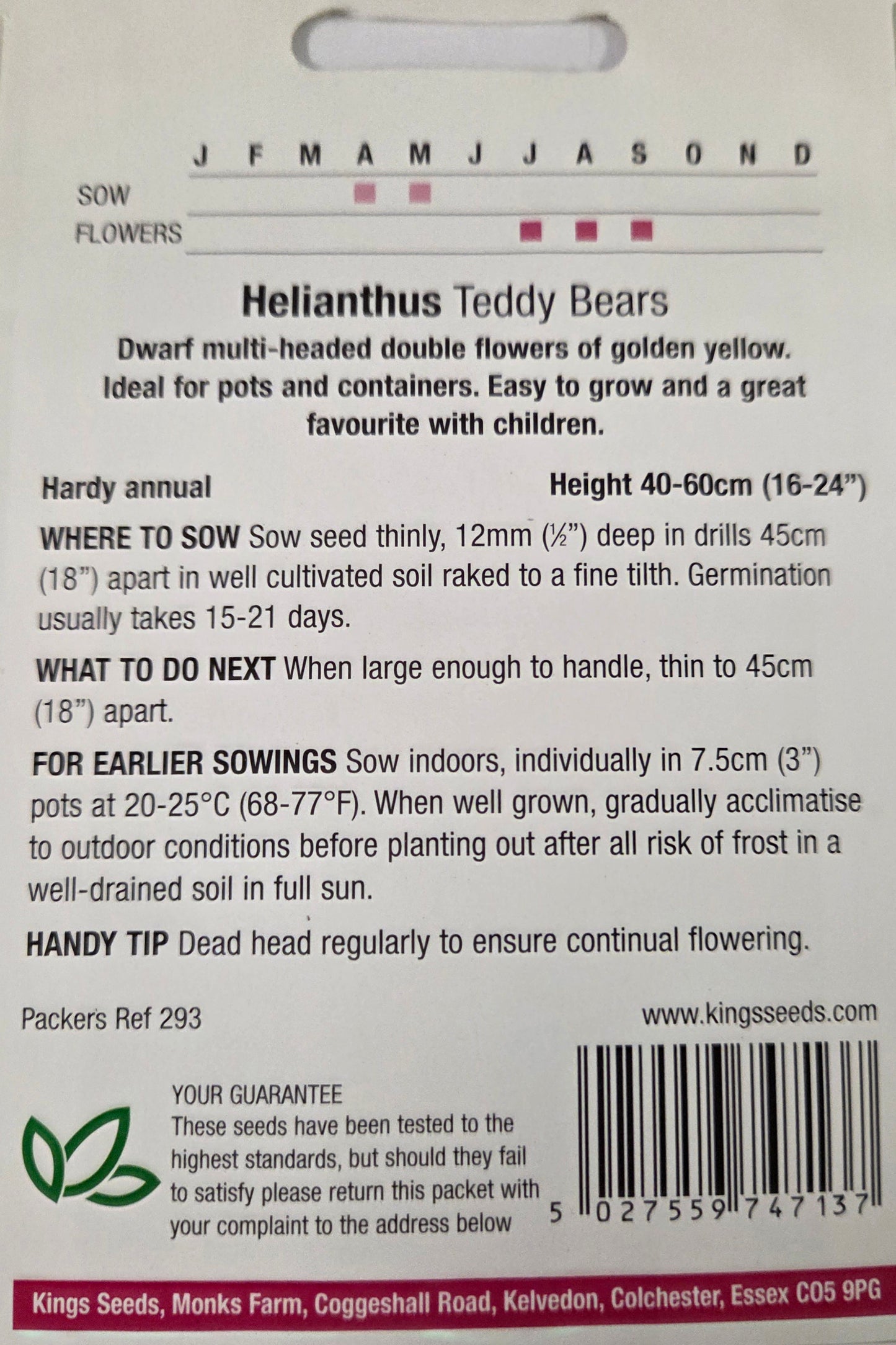 Kings Seeds Sunflower Helianthus Teddy Bears