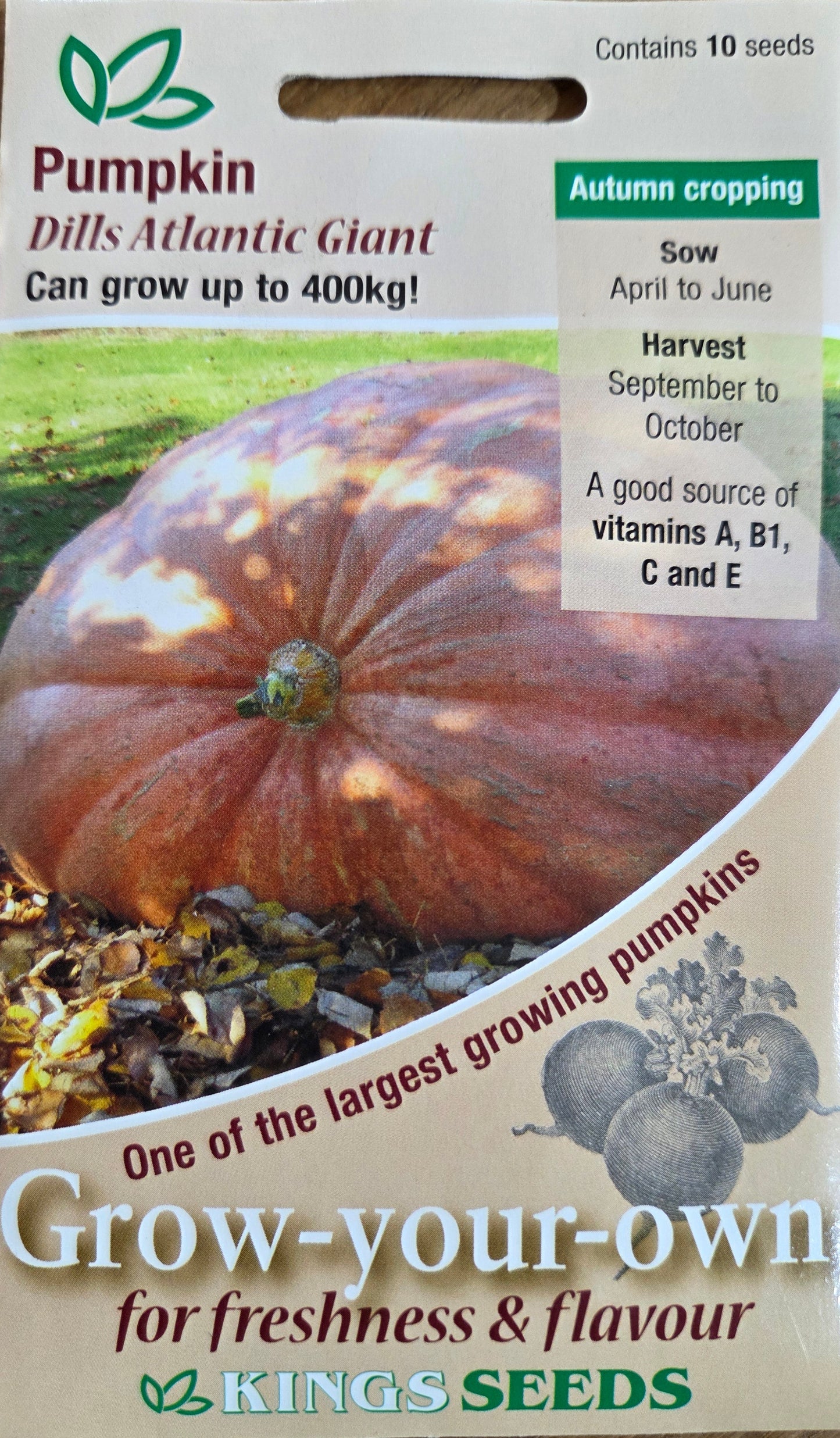 Kings Seeds Pumpkin Dills Atlantic Giant