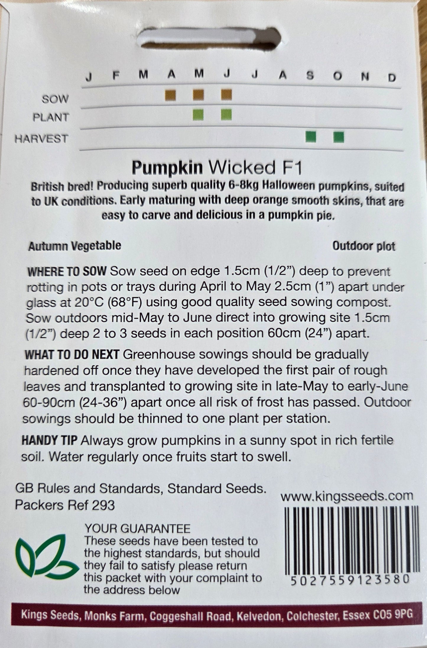 Kings Seeds Pumpkin Wicked F1