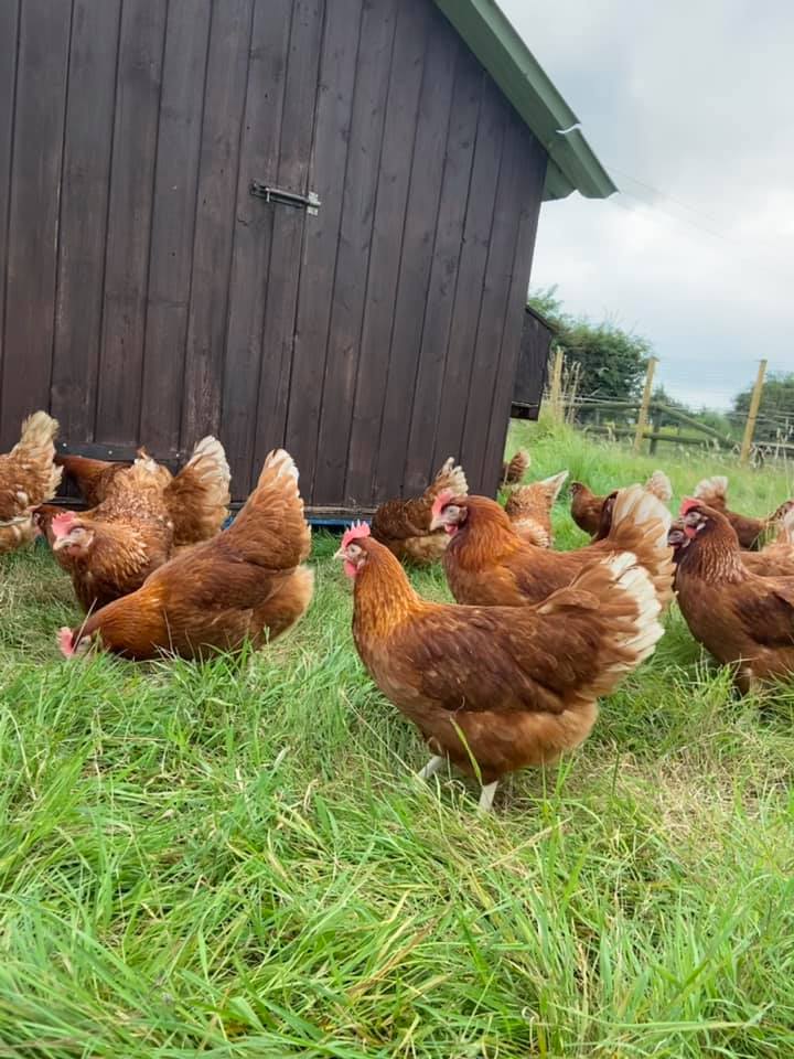 Free Range Mersea Farm Shop Eggs (Half Dozen)