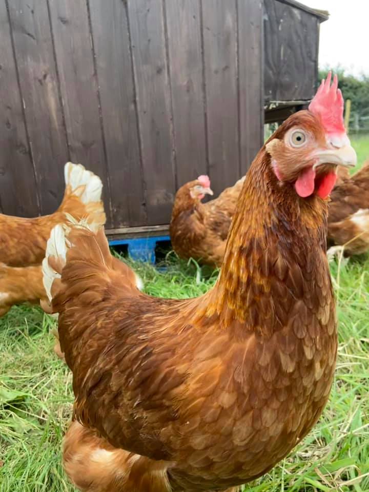 Free Range Mersea Farm Shop Eggs (Half Dozen)