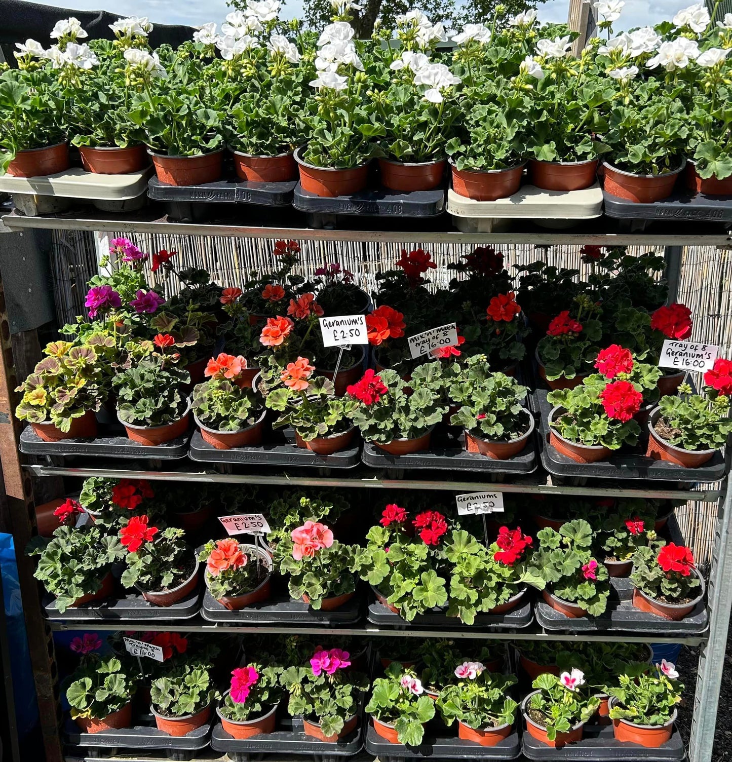 Geranium Tray of 8