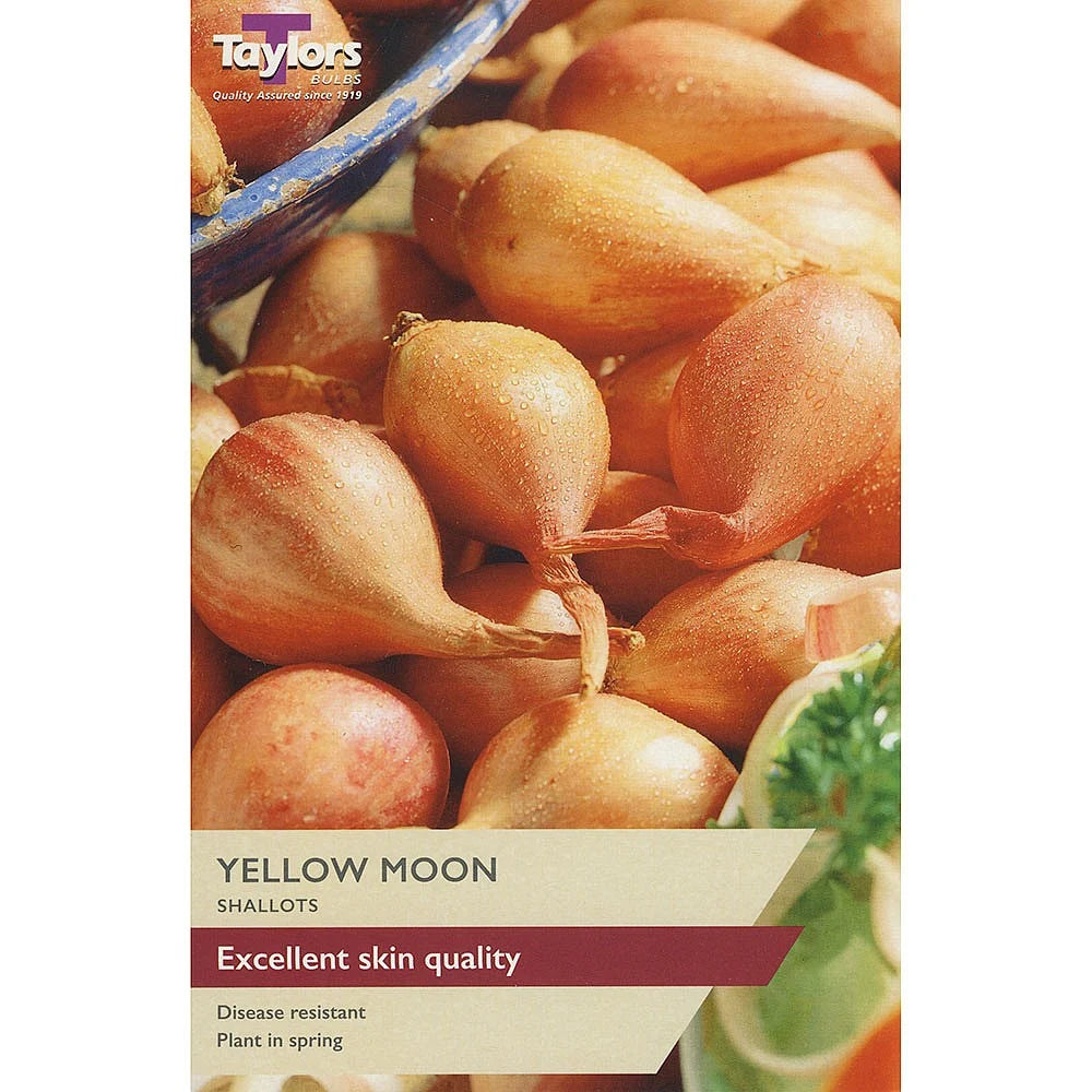 Taylors 12 Shallot Sets "Yellow Moon"