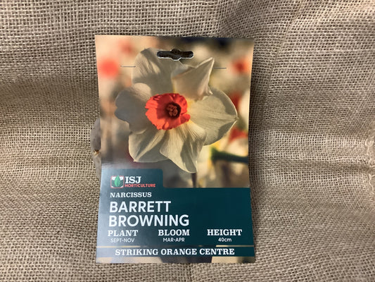 Daffodil Bulbs Barrett Browning x 8