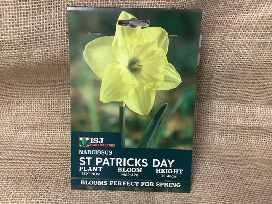 Daffodil Bulbs St Patricks Day x 8