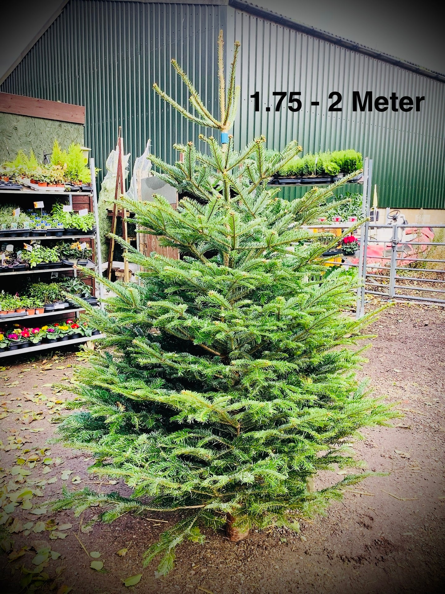 Christmas Tree’s