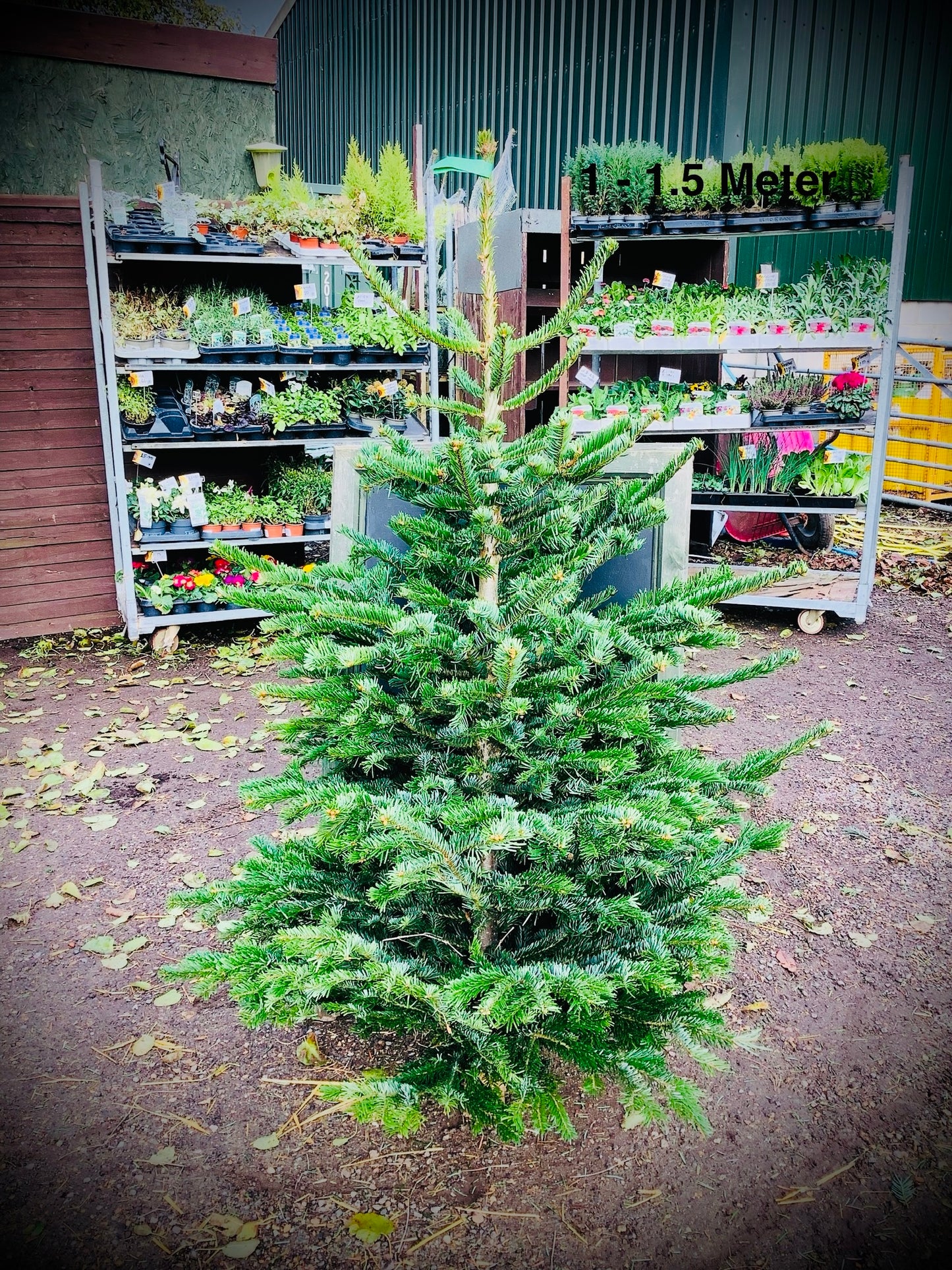 Christmas Tree’s