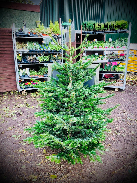 Christmas Tree’s