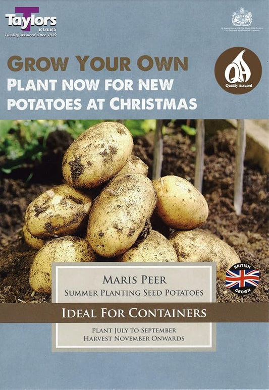 Taylors Christmas Seed Potatoes Maris Peer 10 Pack