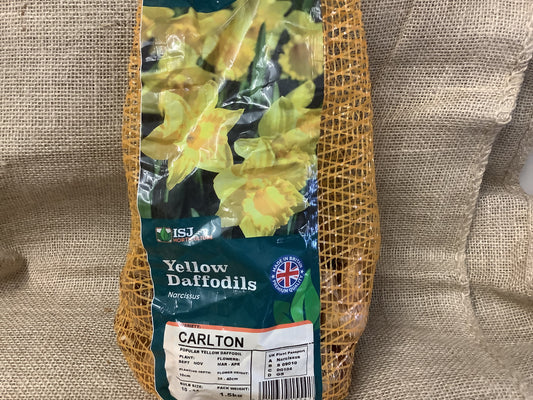 Daffodil Bulbs Yellow Trumpet 1.5kg