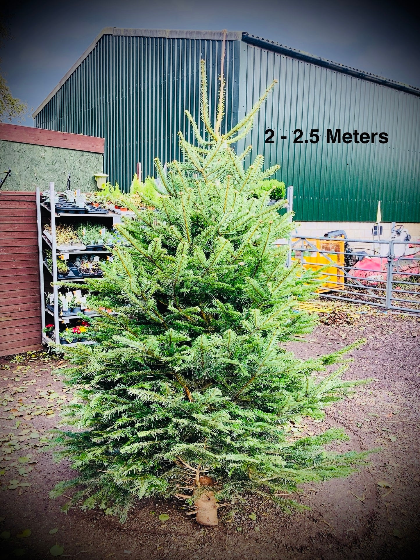 Christmas Tree’s