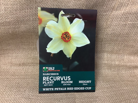 Daffodil Bulbs Recurvus x 8