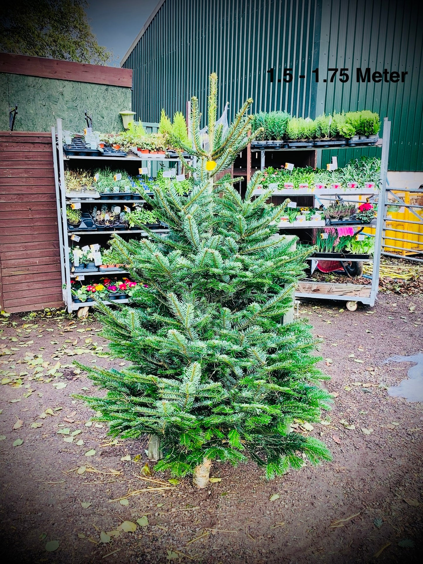 Christmas Tree’s