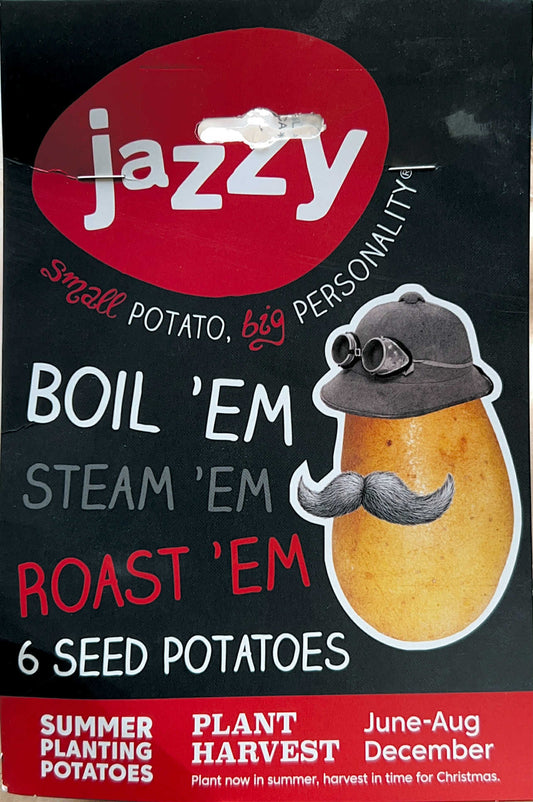 Seed Potatoes " Jazzy" X6 Summer Planting