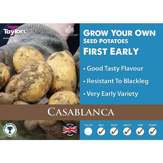 Taylors Seed Potatoes "Casablanca" Taster Pack Of 10