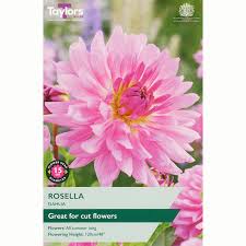 Taylors 1 Dahlia ‘Rosella’ Bulbs
