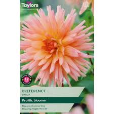 Taylors 1 Dahlia Preference Bulb