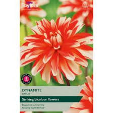 Taylors 1 Dahlia Dynamite Bulb