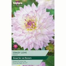 Taylors 1 Dahlia Crazy Love Bulb