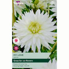 Taylors 1 Dahlia My Love Bulb