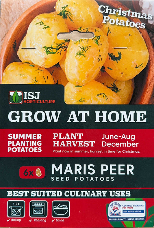 Seed Potatoes " Maris Peer" X6 Summer Planting