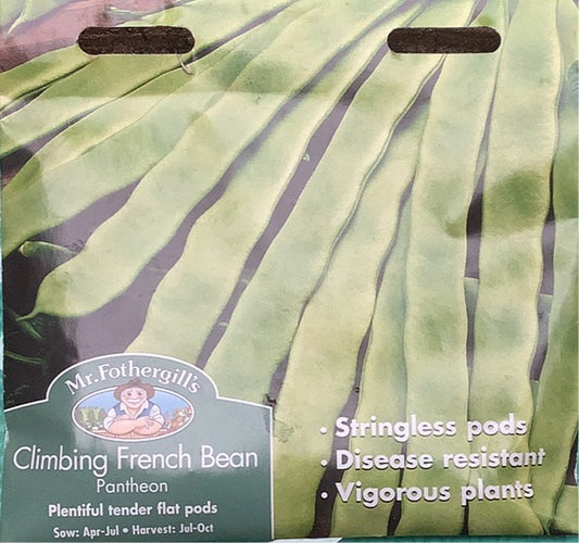 Climbing French Bean Pantheon Mr.Fothergills